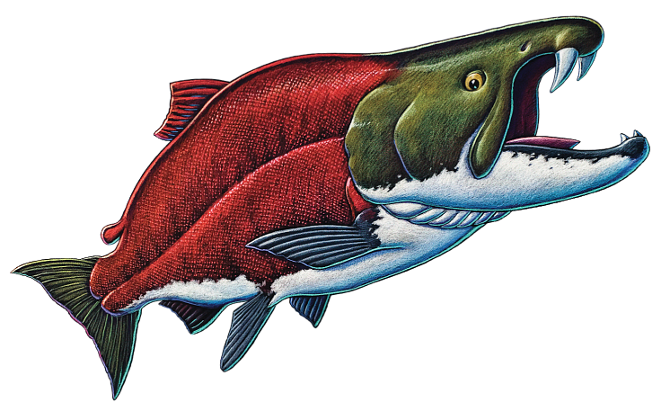  Saber-Tooth Salmon