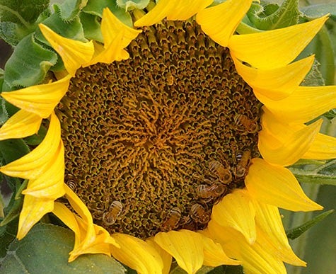 Sleeping male honeybees on sunflower