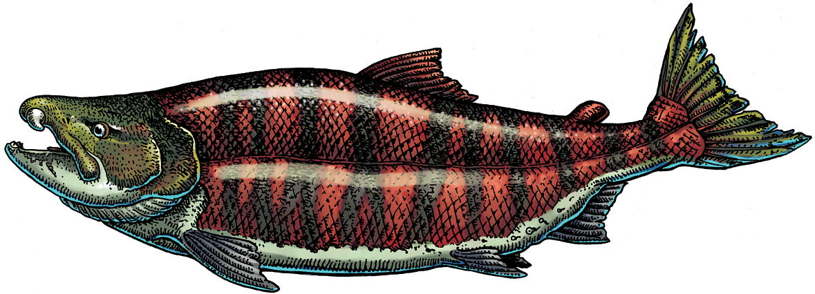 Spike-Tooth Salmon (side view)