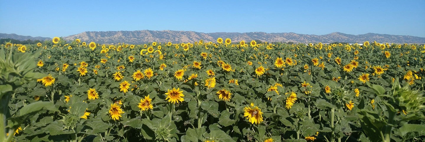 A sunflower field in Yolo County, California