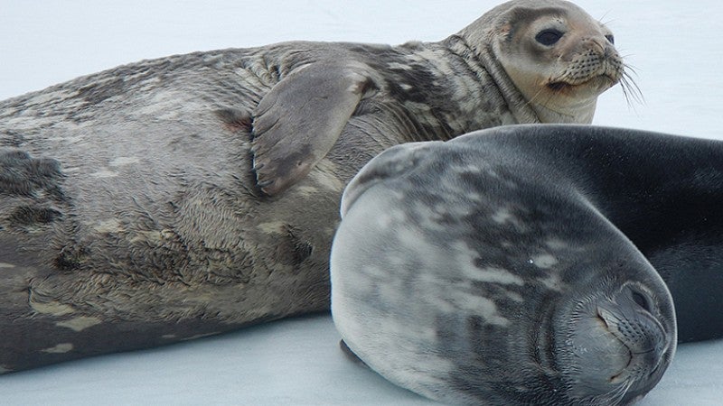 Weddell seals on the ice