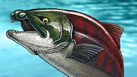 Illustration of spike-tooth salmon