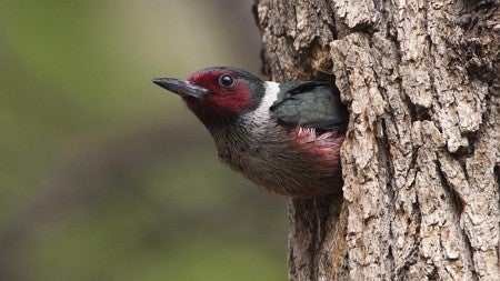 Photo of a Kewis's woodpecker by Paul Bannick