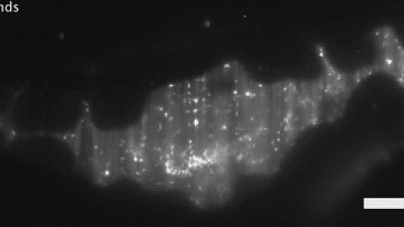 Vibrio bacteria swim rapidly in the zebrafish gut in this time-series view