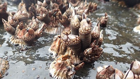 Gooseneck barnacles