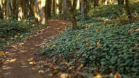 A dirt path through a grove of trees