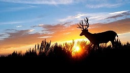 Deer silhouetted at sunset