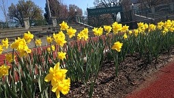 Daffodils in bloom at Hayward Field on the first day of spring. 