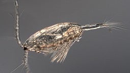 Magnified view of a copepod