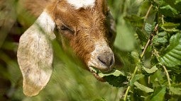 Goat eating foliage