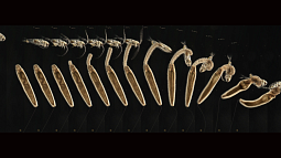 Sequence showing larva grabbing plankton