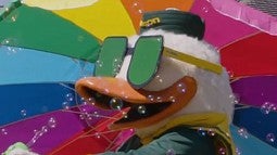 The Duck in sunglasses