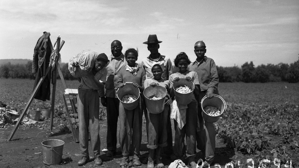 African-Americans working in a bean field, 1947