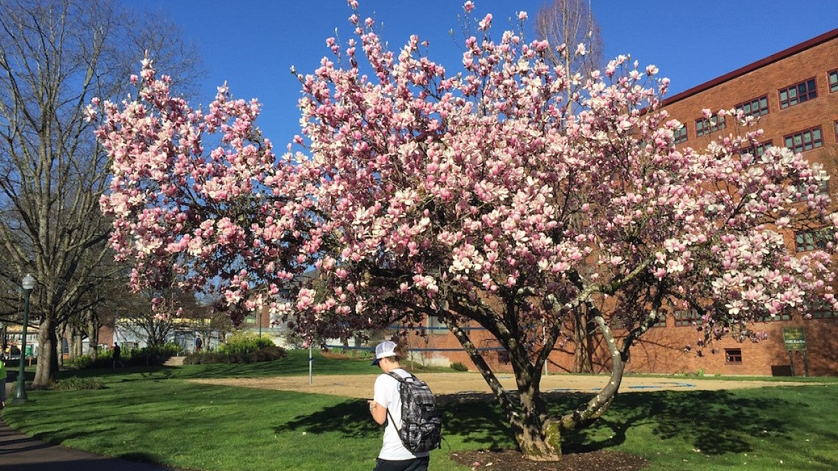 Student walking by a magnolia in bloom near Carson Hall