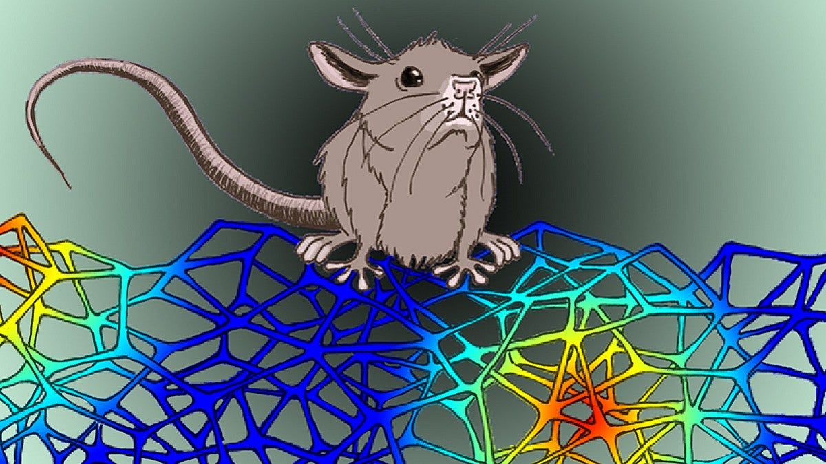 Art depicts a mouse exploring its environmentMouse explores its environment along a path represented by neurons (Art by Ann Mari Amundsgard, Norwegian University of Science and Technology)