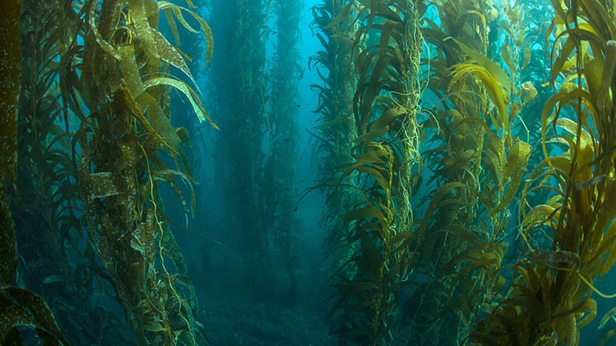 Kelp growing under the Pacific Ocean near the Channel Islands