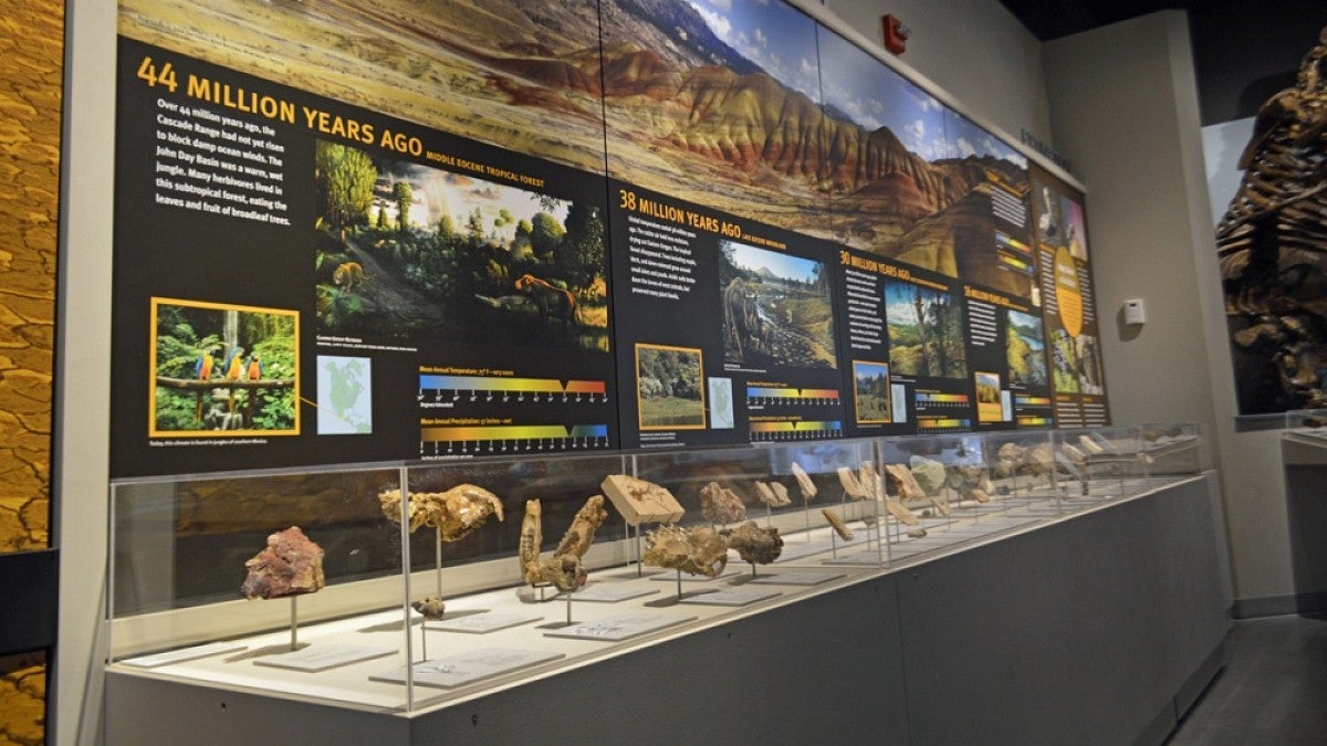 Fossil exhibit