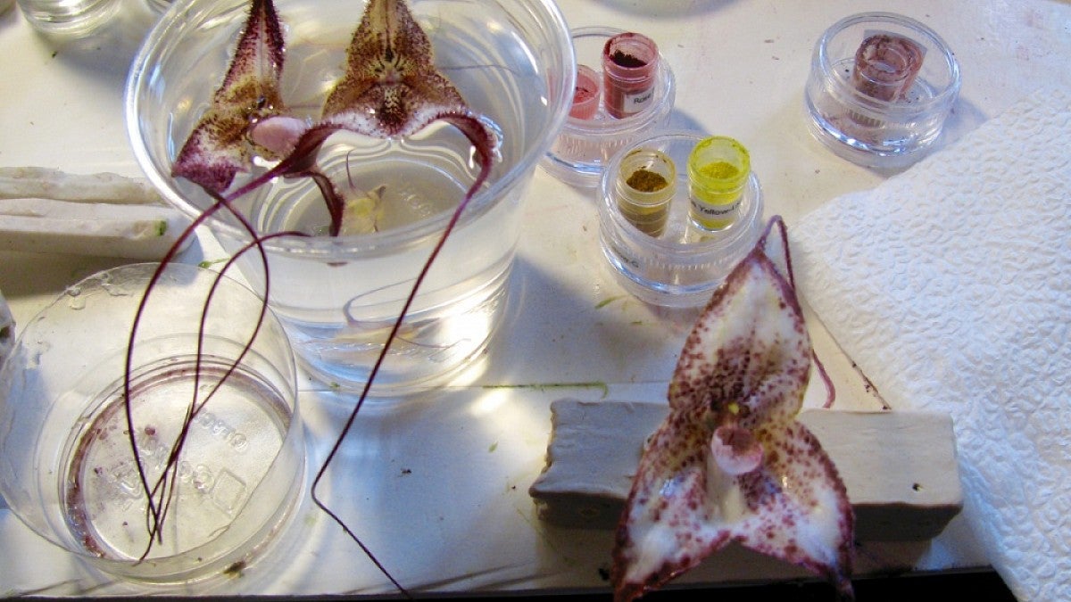 3-D versions of orchids being prepped in the lab
