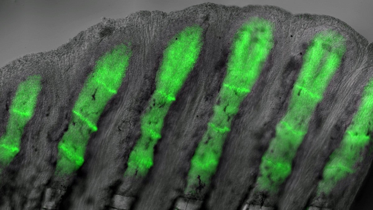 Regrowth in zebrafish tail fin denoted by green fluorescent proteins