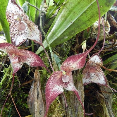 Real Dracula orchid is surrounded by 3-D copies containing some real flower parts