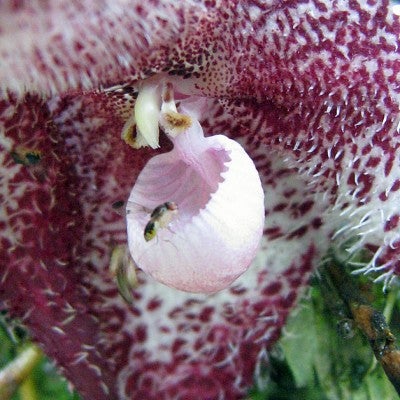 Fly is shown on the mushroom-like labellum on a Dracula orchid