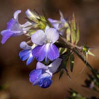 Collinsia grandiflora, also known as Blue-Eyed Mary