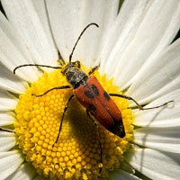 Longhorn beetle, Anastrangalia laetifica, on ox-eye daisy