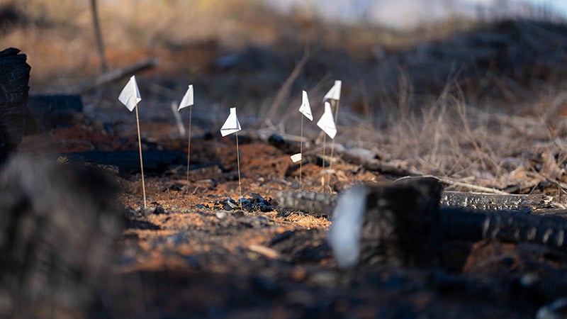 Marker flags in the soil after a fire