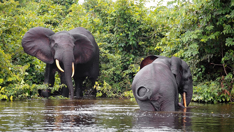 Study uncovers a heightened threat to African forest elephants | Around the  O