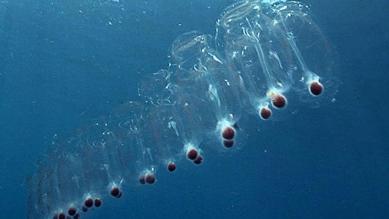 Grant lets marine biologist pursue bioinspired study of jellyfish - AroundtheO