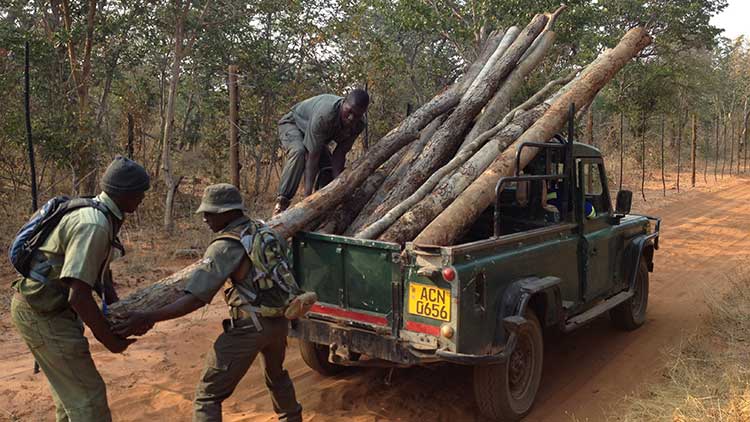Members of the IAPF loading logs into a truck