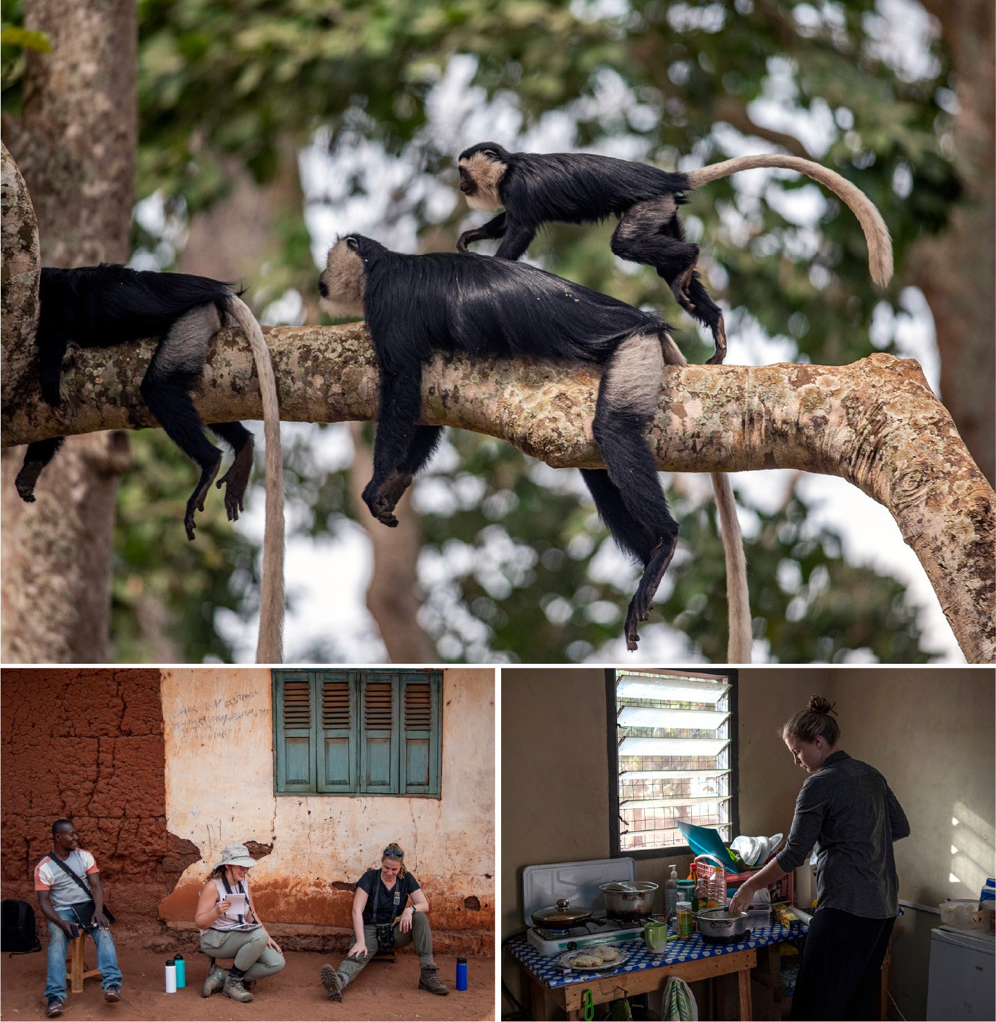 (Top) Young monkey jumping over adult monkey (Bottom left) Break time (Bottom right) Diana in the camp kitchen