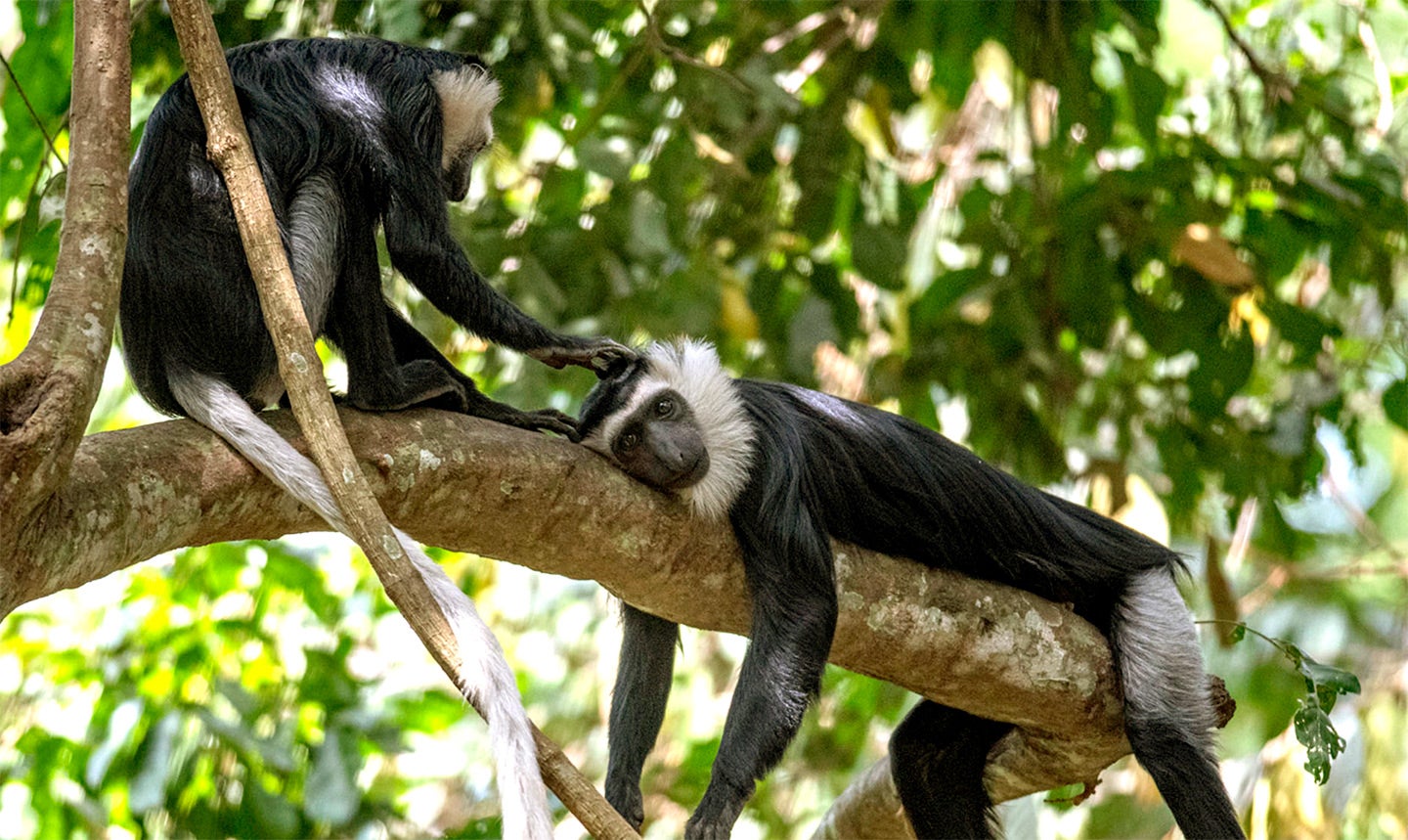 Coobus monkeys grooming
