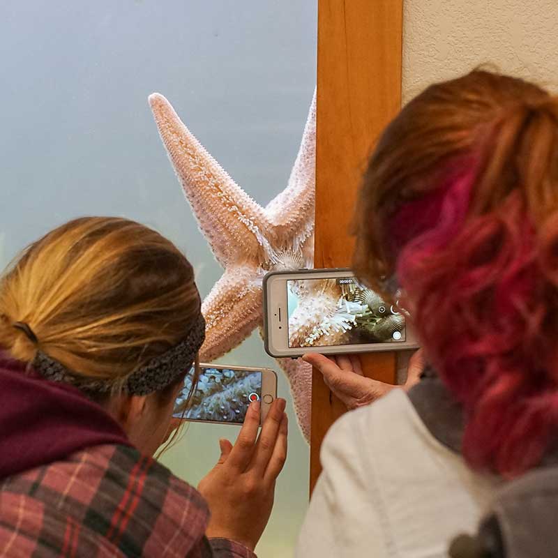 Two Science &amp; Memory students snap sea-star photos with their cell phones at the Oregon Institute of Marine Biology on the Oregon coast.