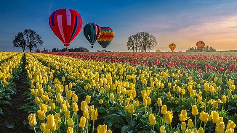 Hot-air balloons over tulip field