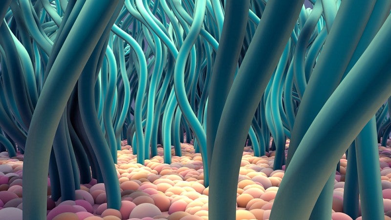 Illustration of ciliated cells