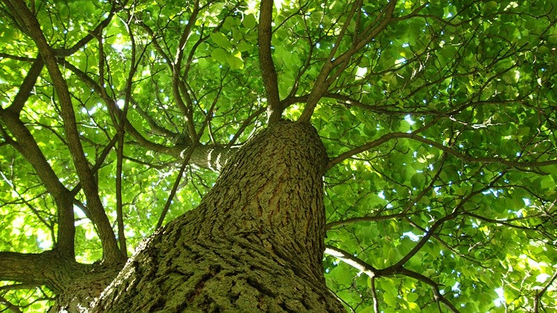 A leafy tree showing fractal patterns in nature