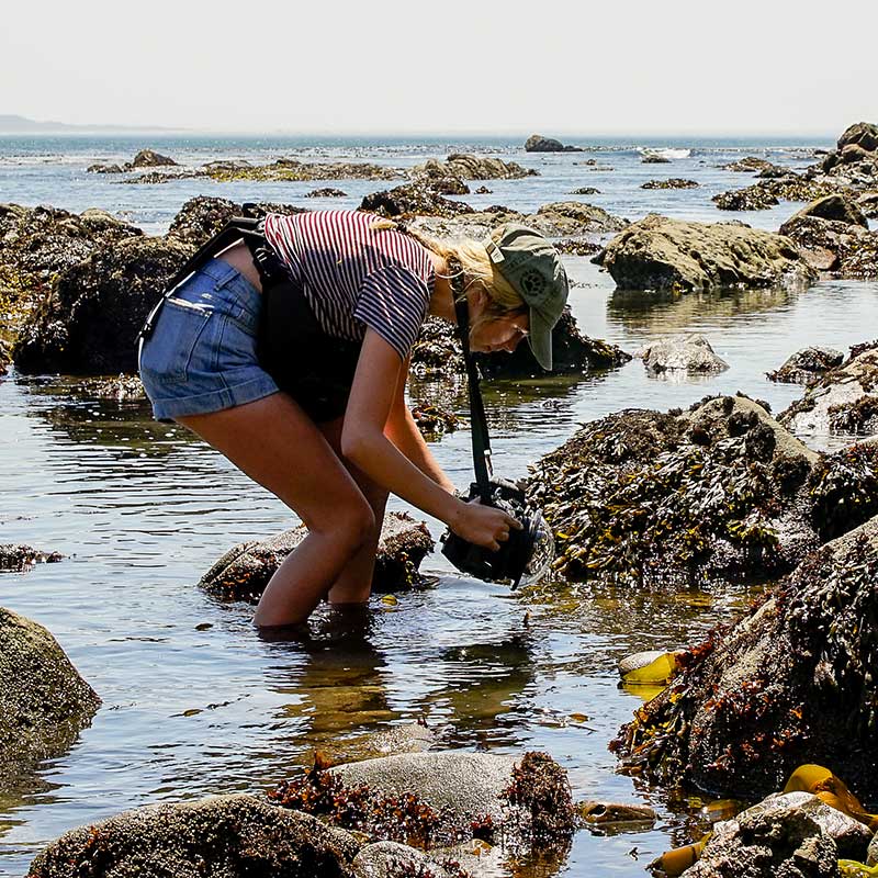 Journalism student Cheyenne Thorpe uses a Nikon in an underwater housing to capture images of sea stars in the wild. 