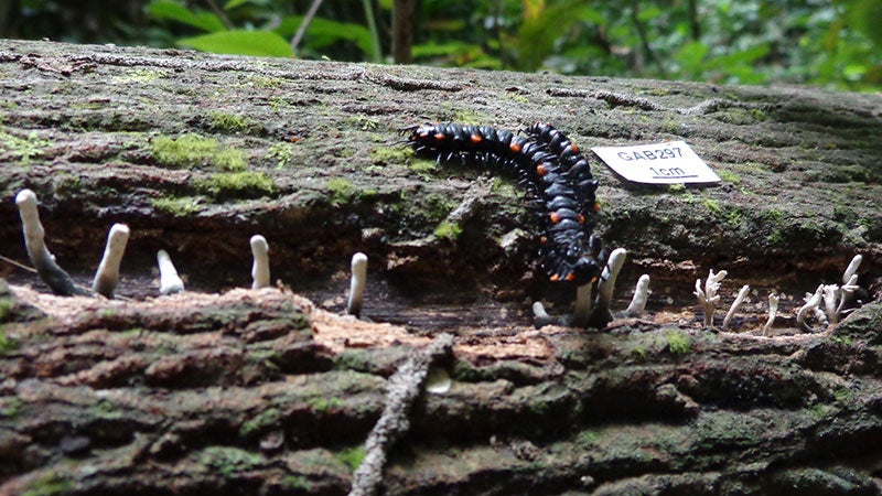 Fungi and a centipede on a tree in Gabon