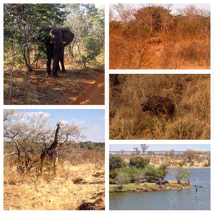 A collage of African animals including an elephant and a giraffe and rhinos