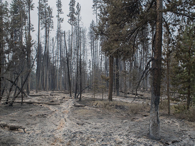 Burnt trees at the Oregon Bootleg fire in 2021