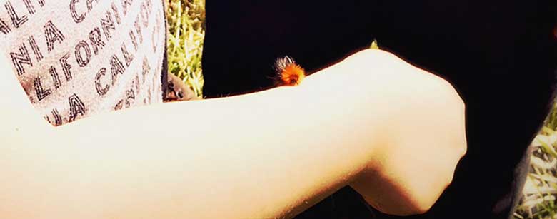A caterpillar inching along a young students arm