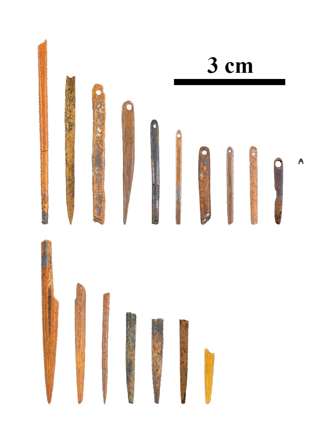 Collection of prehistoric bone needles found at Connley Caves. 