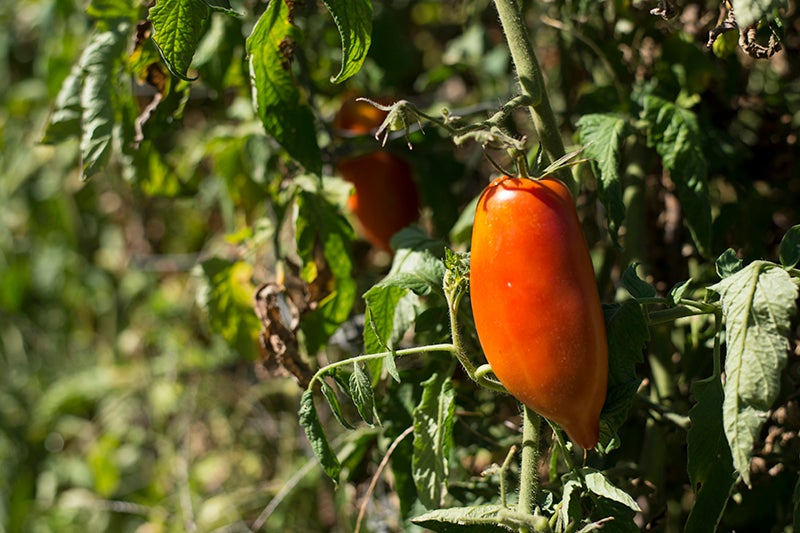 A tomato on the vine