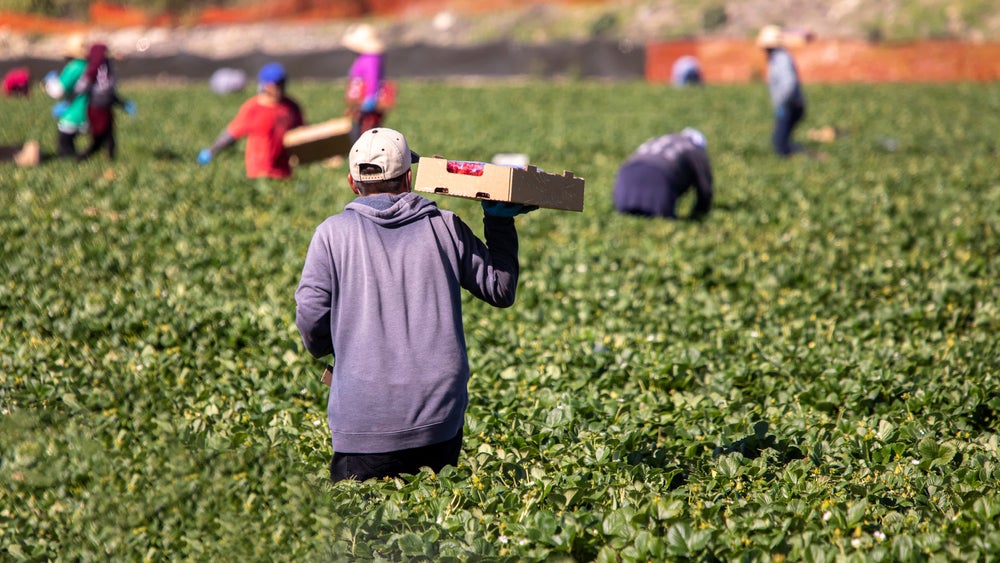 Farmworkers harvesting crops