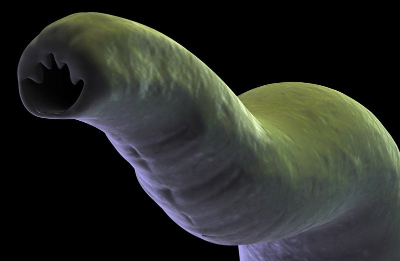 UO-made tool ready to take on disease-causing worms Around the O