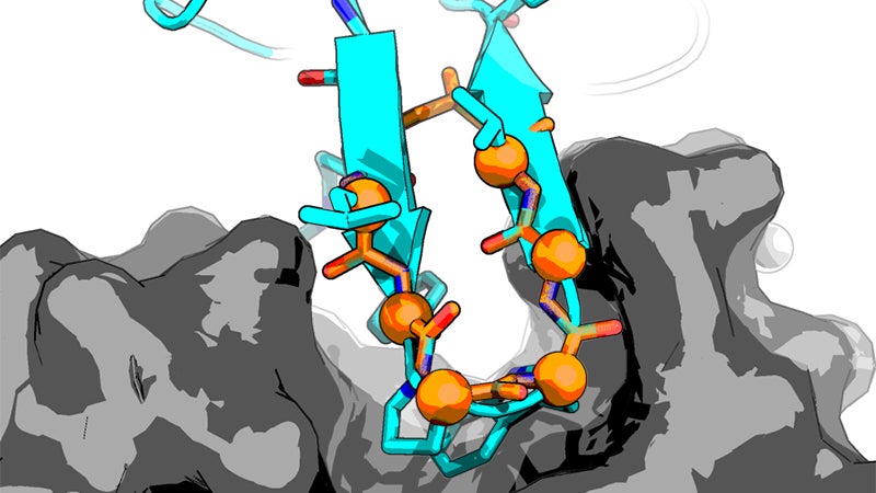 Computer model of a designed peptide 