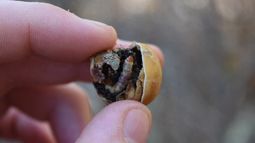 Filbertworm inside a hazelnut 
