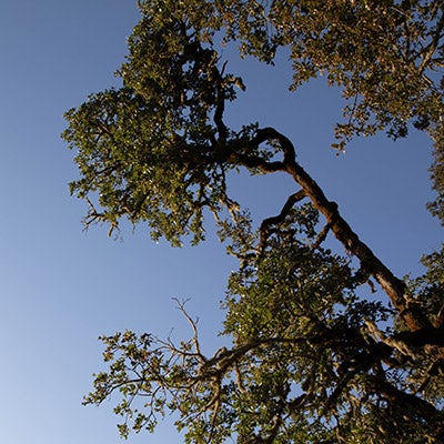Oak tree against a blue sky