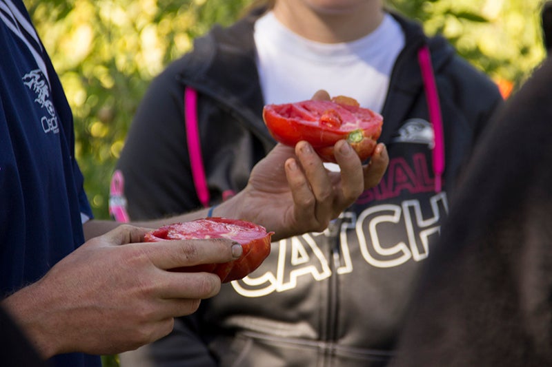 Students looking at a cut tomato